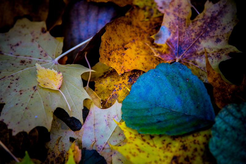 autumn collage2